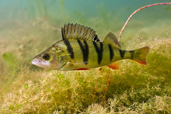 Perch