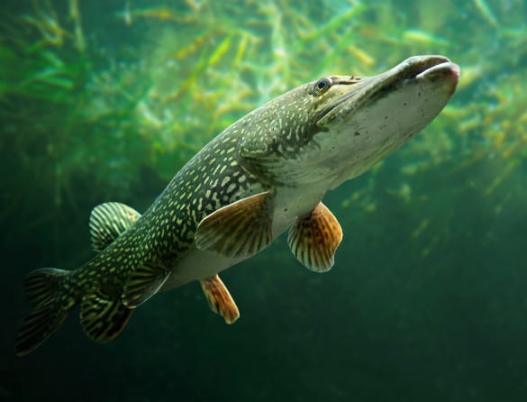 PIKE